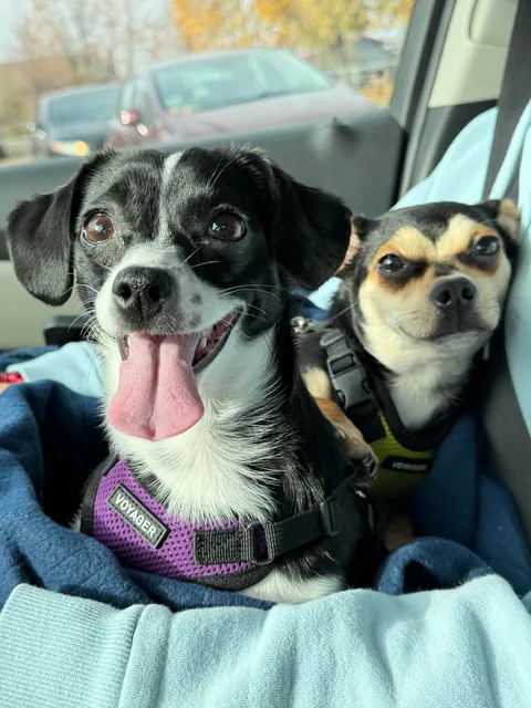 Little Emmy and Oreo) rescued March 2025)