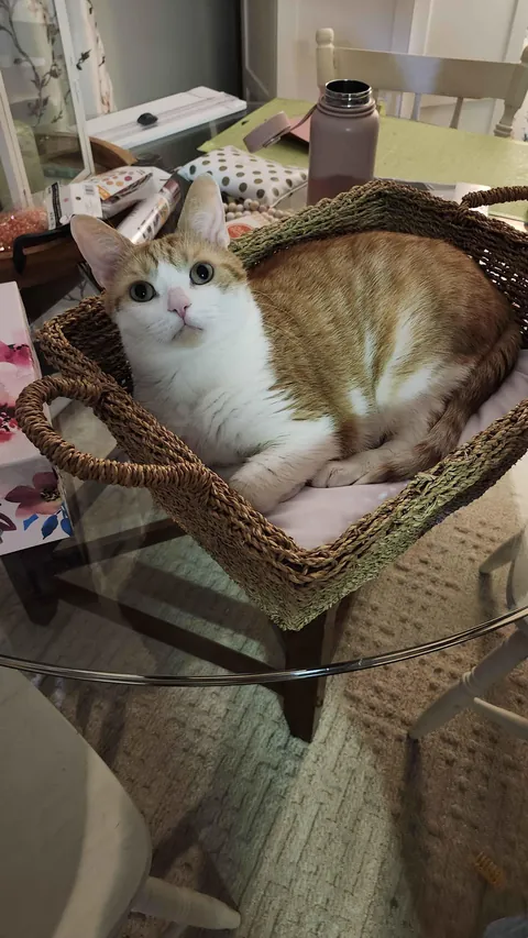 When I tell my cat, "Photo, don't move." He gets very serious.