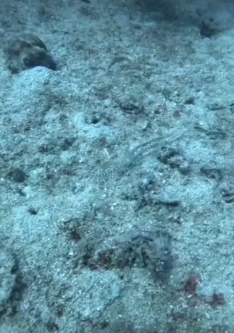 🔥the Mimic Octopus is a master of disguise - it can mimic several different sea creatures, here it becomes a sea snake