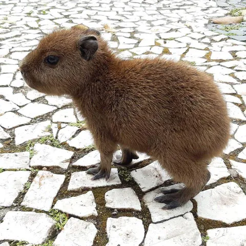 🔥 Just in case you’ve never seen a baby Capybara before 🔥
