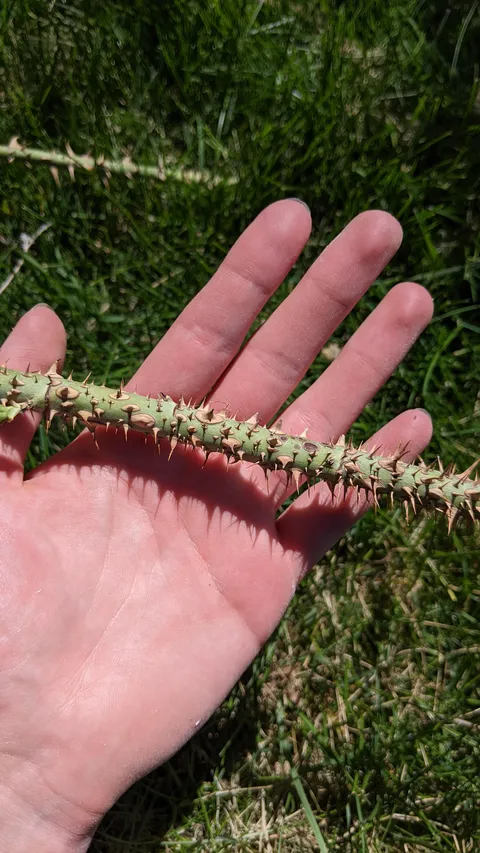 This looks like a joke. An exaggeration. This looks like a rose stem making fun of itself.