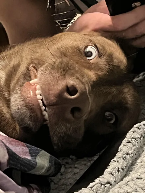 My dawg when asked if he wants to go on a ride to taco bell