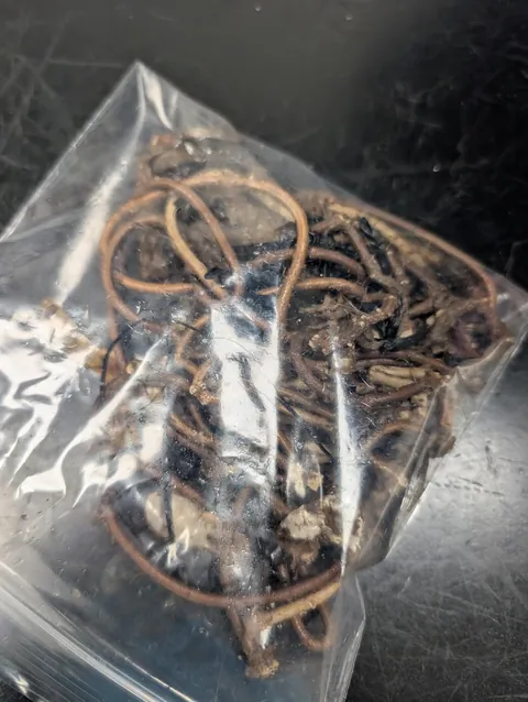 Another PSA to keep hairbands away from cats.