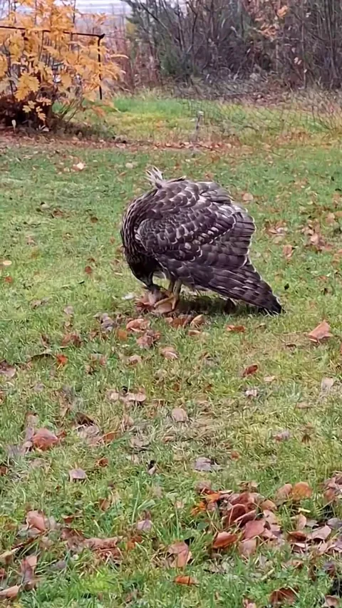 🔥 My aunt has a lot of squirrels living on and near her property, and with prey being plenty, predators are atracted, in this case being a Eurasian goshawk that managed to catch one of the squirrels