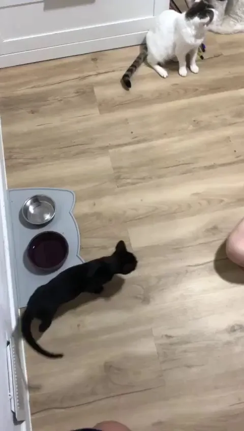 Is this normal playing? Small cat (4months male vs 4 year female). Been introducing them for a week