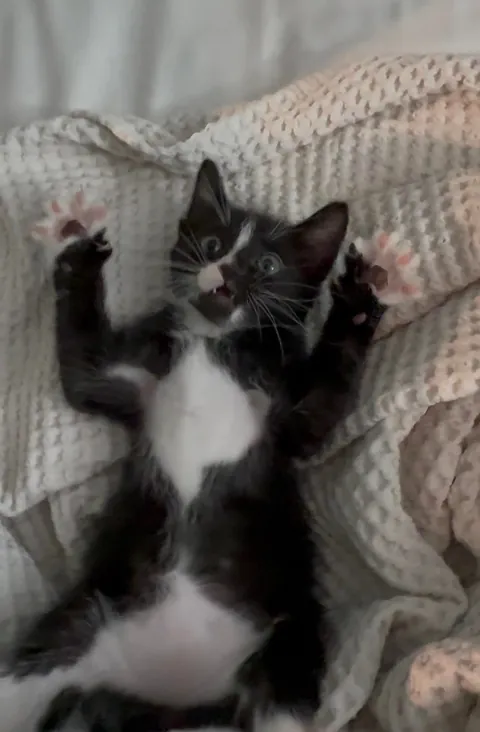 I’m a new biker and found a kitten in the road