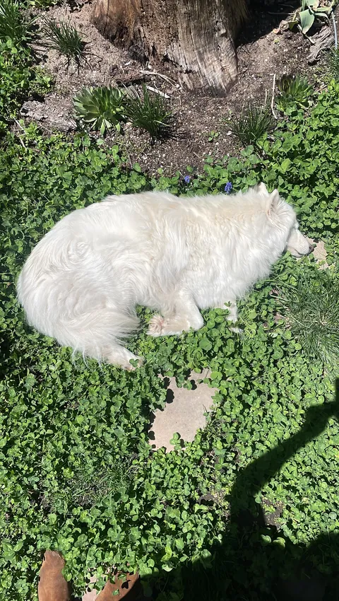 Pictures of the Queen!! She turned 14 April 23