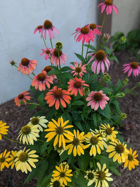 My cone flowers