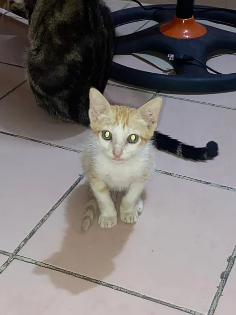 The day I rescued him from under a car vs. he now