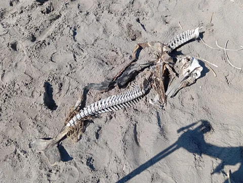 Found a dolphin skeleton while I was hiking through a beach