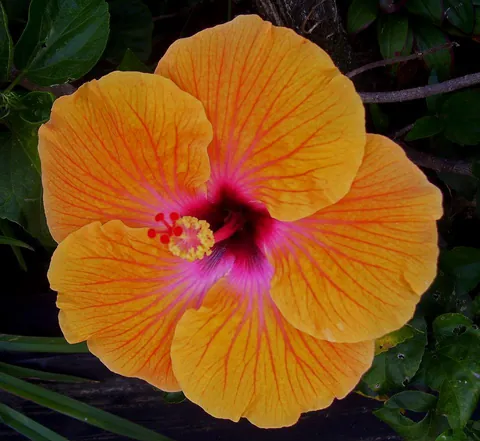 🧡 Orange hibiscus 🧡