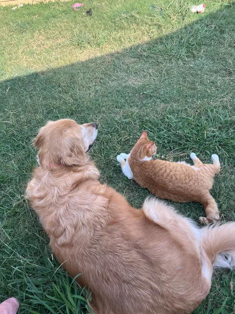 JimJim loves his Clover dog