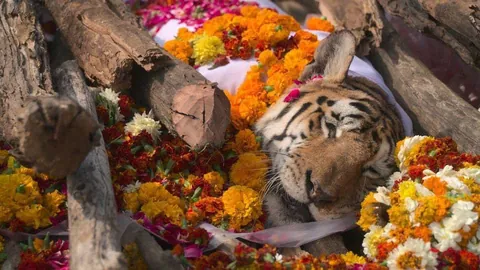 A cremation funeral held for a tiger in 2022. The tiger was known by locals as "Collarwali" due to being fitted with a radio collar to help researchers further study her. She had given birth to 29 cubs throughout her life in 8 litters. She lived in the Pench Tiger Reserve and died at the age of 16.