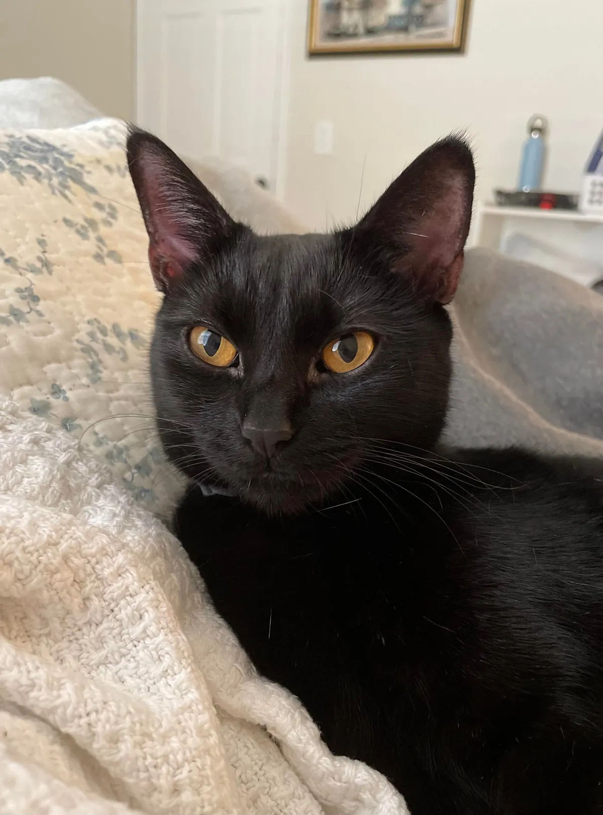 This is Boo, please tell her she’s pretty