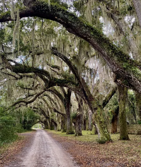 This tree tunnel