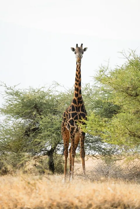 I took my 17 year old nephew to Tanzania. We found two boda-boda drivers in Arusha who let us hire their bikes, but not them. Rode up to Lake Natron. Flamingos!