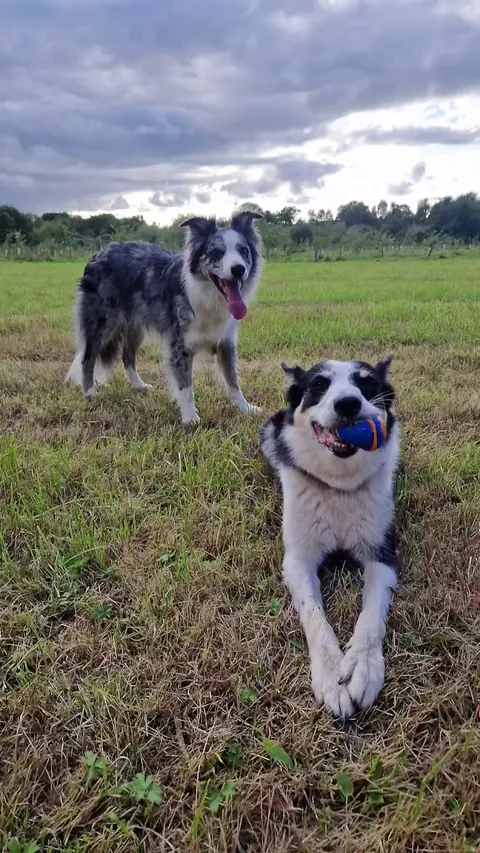 Herding instinct never stops