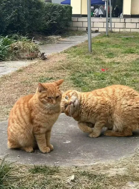 Two Orange Cats Just Being Orange Cats