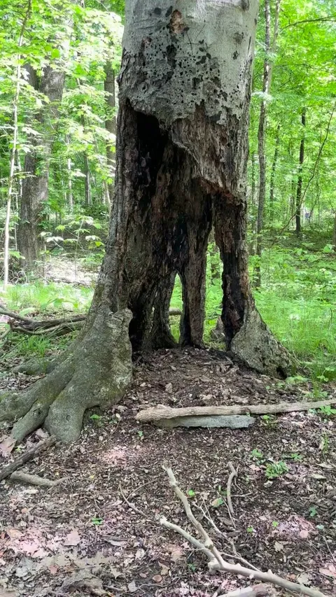 This zombie tree in my neighborhood has been alive for multiple years.