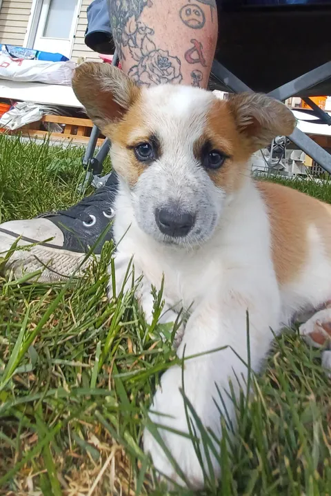 I drove 3 hours to go pick up this cutie!!! Meet Finn!!!