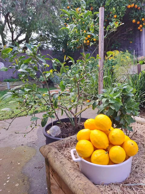 My wee lemon bush did great this year! 