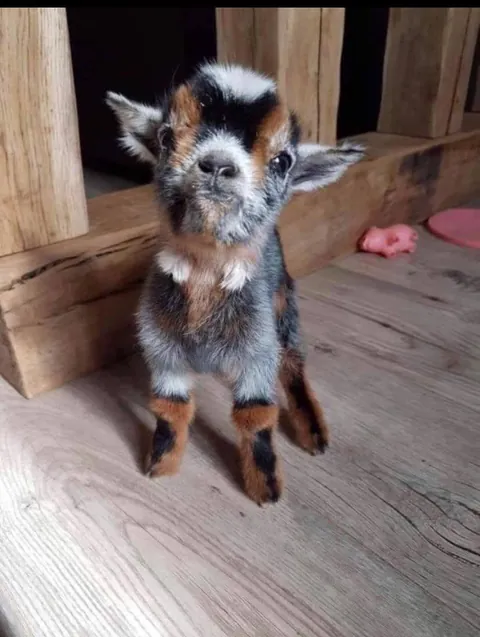 Enough kid-ding around