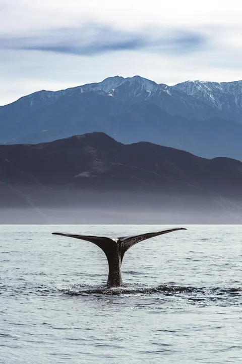 ITAP of a whale Tail