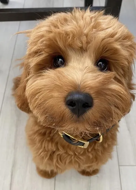 Mom call me baby bear