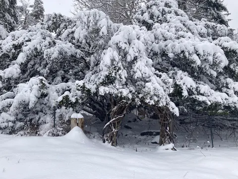 Some garden gate inspiration for winter
