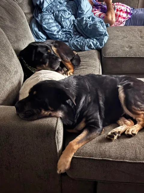 Came across a dog who was in the shelter, turns out it's my dog’s sister! Now they are inseparable! (Swipe!)(OC)