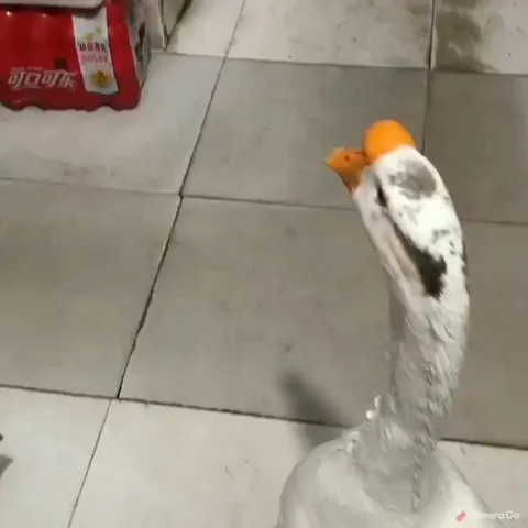 Not all geese are evil!