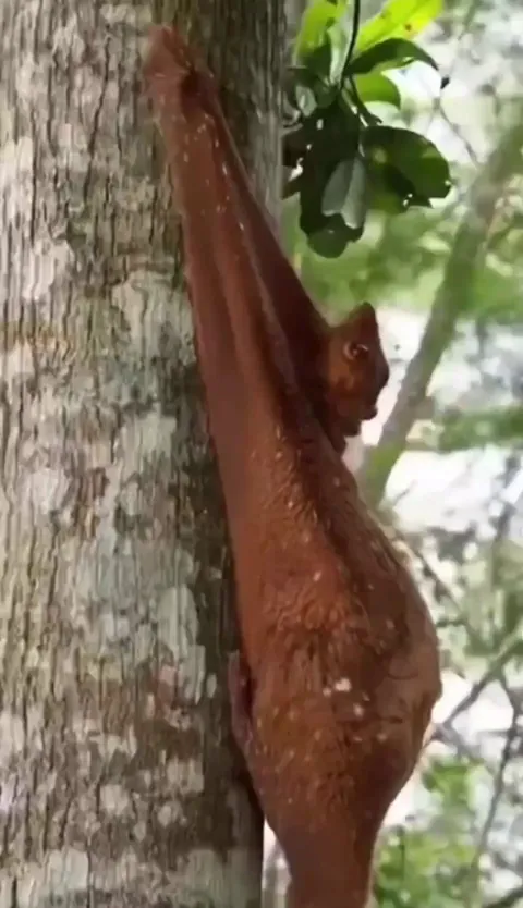 🔥Malayan colugo and her passenger