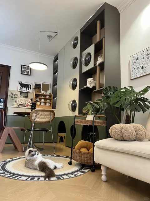 My friends asked how I could keep five cats in a small apartment, then I sent them this.