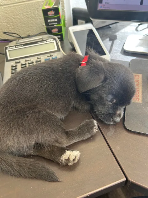 My dad just got a new puppy after his dog of 14 years died last year, and it’s just too much cuteness for me to bear 