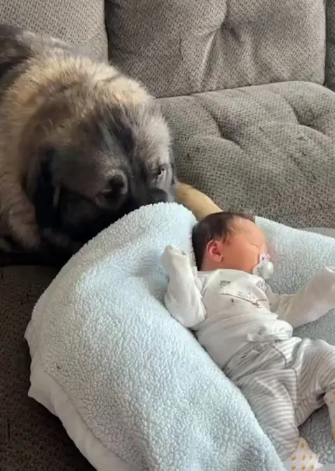 Pupper gently straightens daughter’s head.
