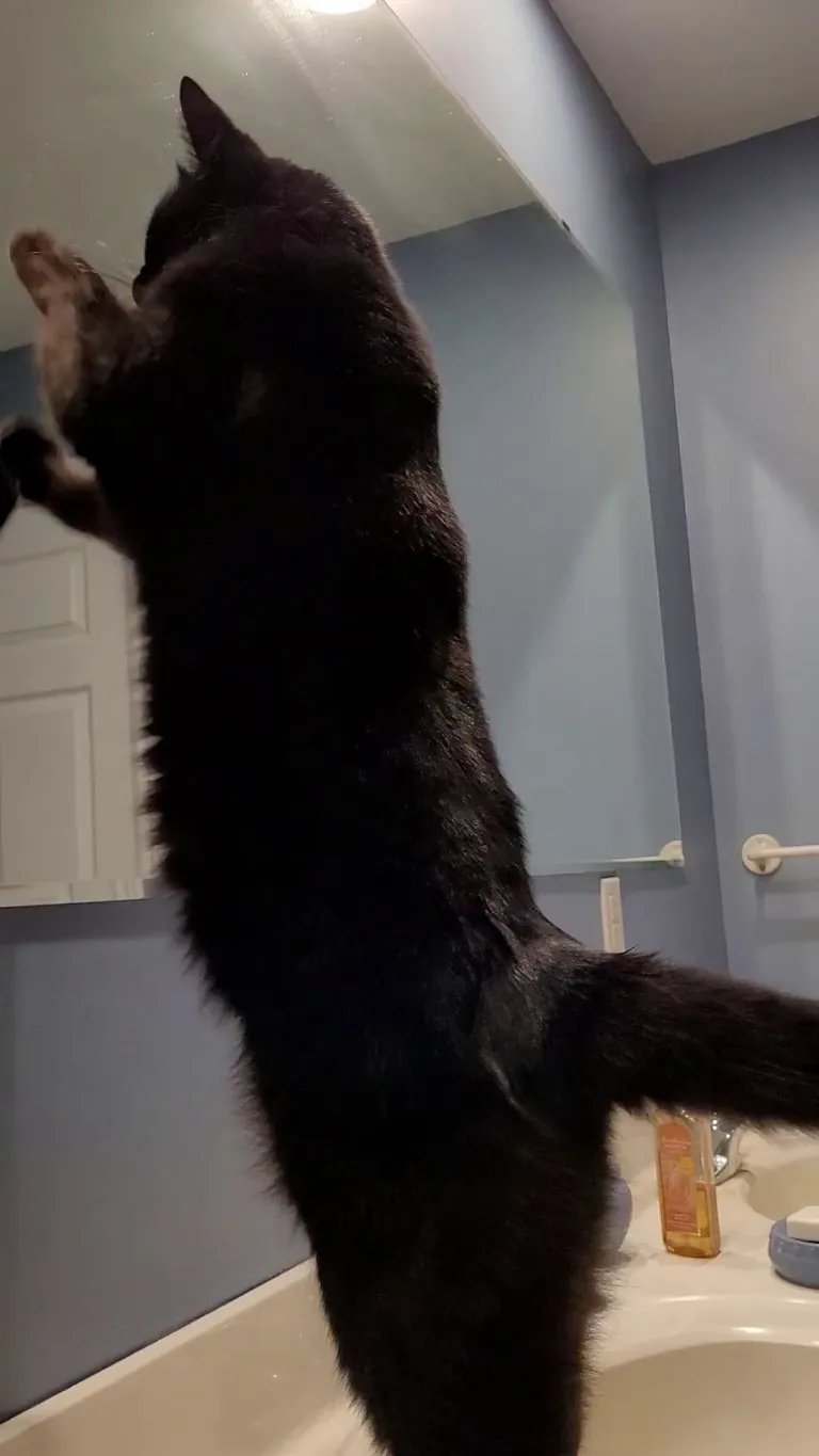 Training for his upcoming boxing match