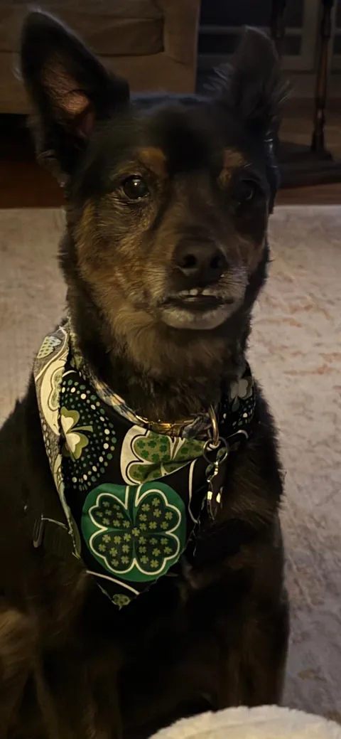 Rescue Pup is 10 y/o Today