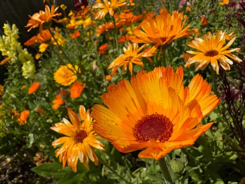 It’s bittersweet knowing I’m going to leave my first garden behind after I move in a month.. here’s some photos of my flowers.
