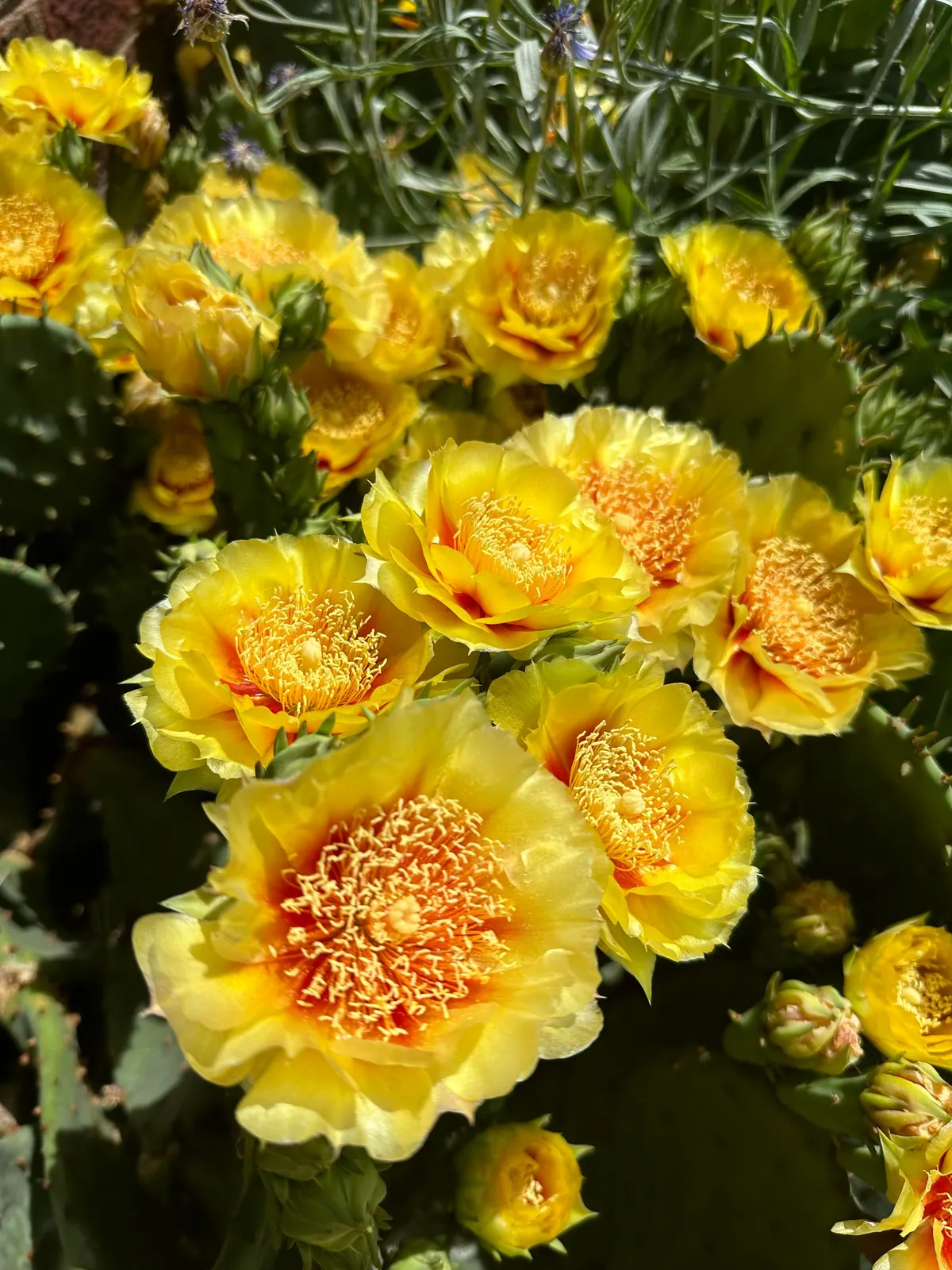 Before and After: We turned our lawn into a wildflower garden a few years back. It is now the joy of our summer!