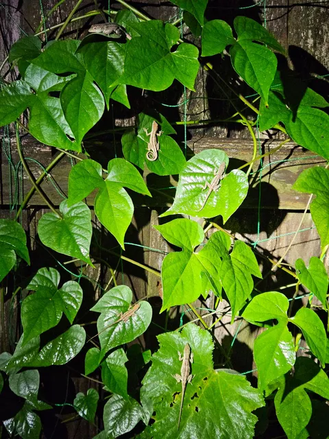 A glimpse of the best pest control ever- there's at least six lizards in this photo! 