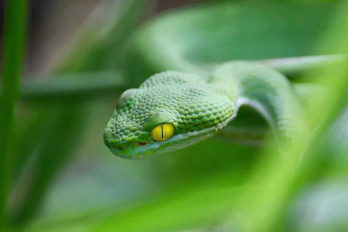 Some Thai wildlife shots from over the last year