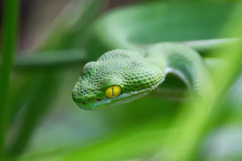 Some Thai wildlife shots from over the last year