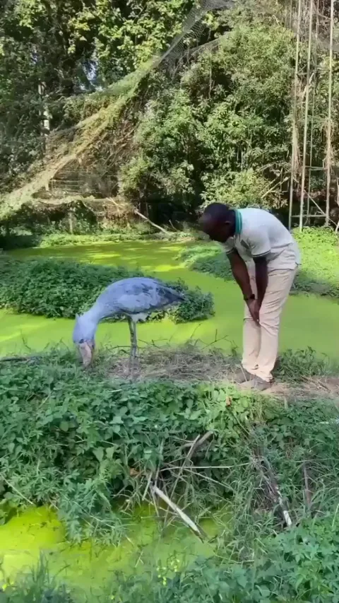 🔥 Friend approaches Shoebill Stork with bows