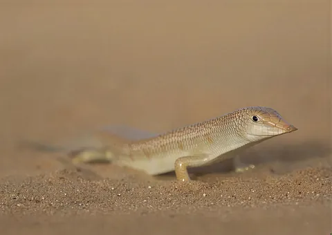 🔥Scincus scincus aka SandFish a species of skink native to the Sahara Desert and the Arabian Peninsula