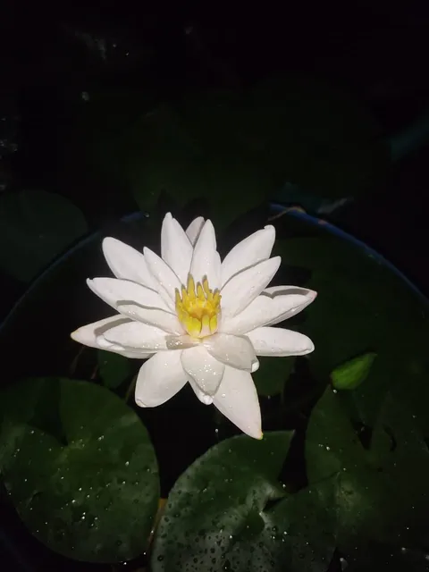 Some rare varieties of water lilly in my garden