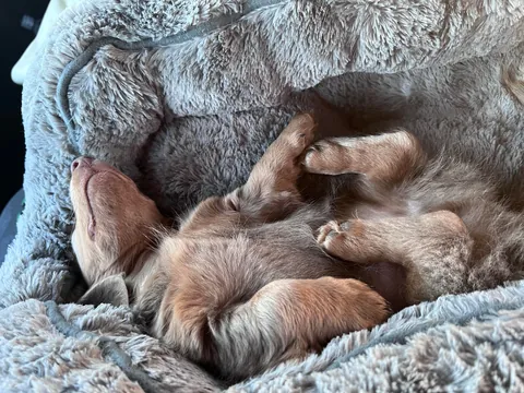 He can literally sleep in any position, anywhere