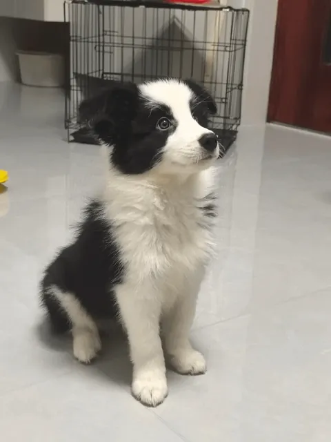 Bean, the Border Collie puppy, sit up straight!