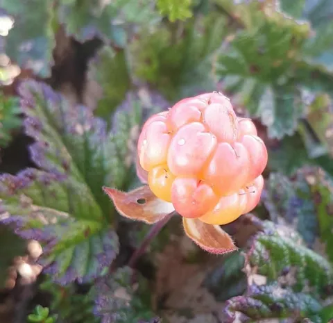 🔥 A cloudberry, often called "natures candy" because of how delicious they are