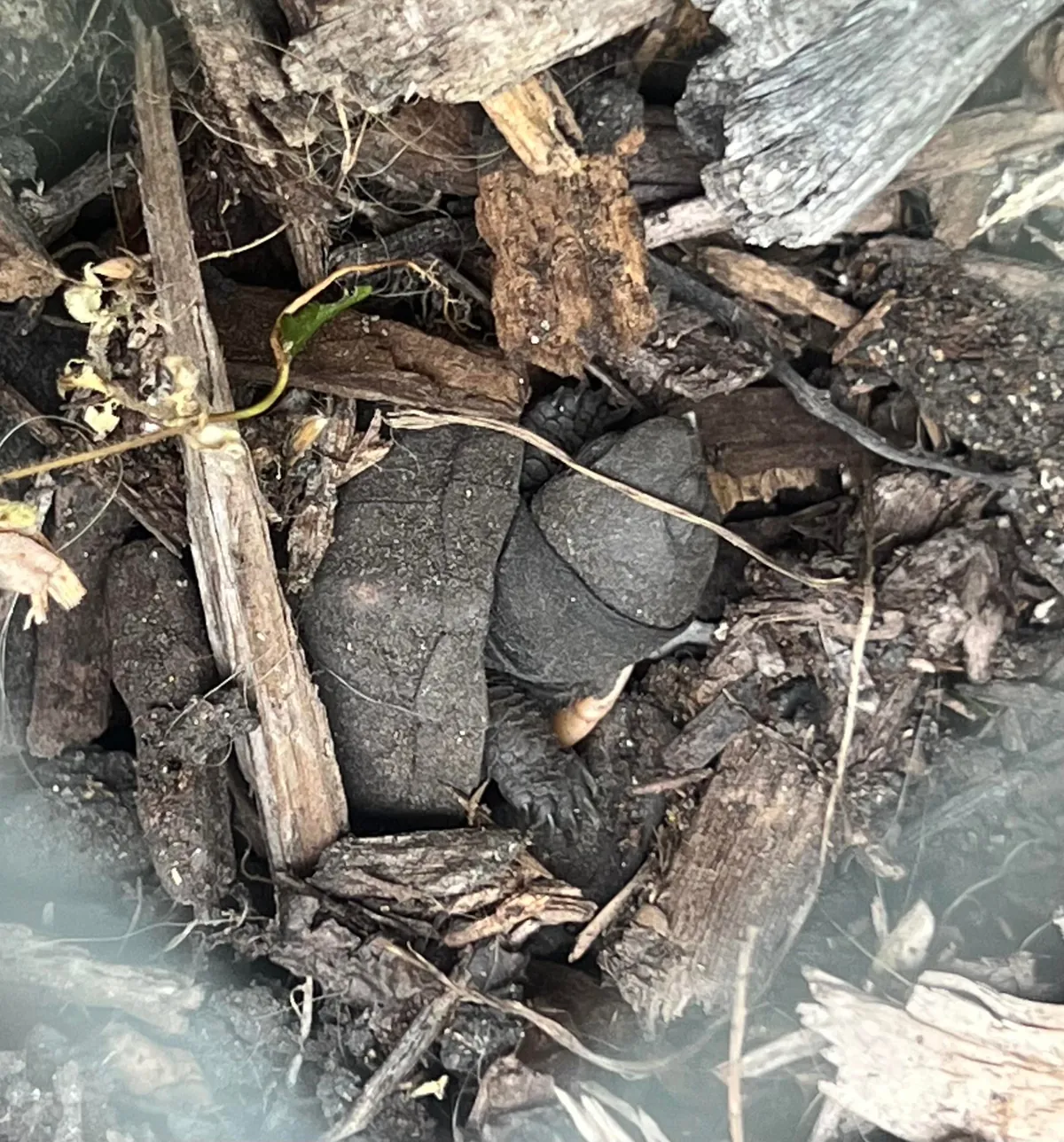 Update to Box Turtle nest hatch post from 2 weeks ago. All 5 eggs in the nest hatched!  Such amazing little creatures!