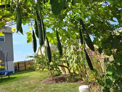 Harvested my first 2 luffas.